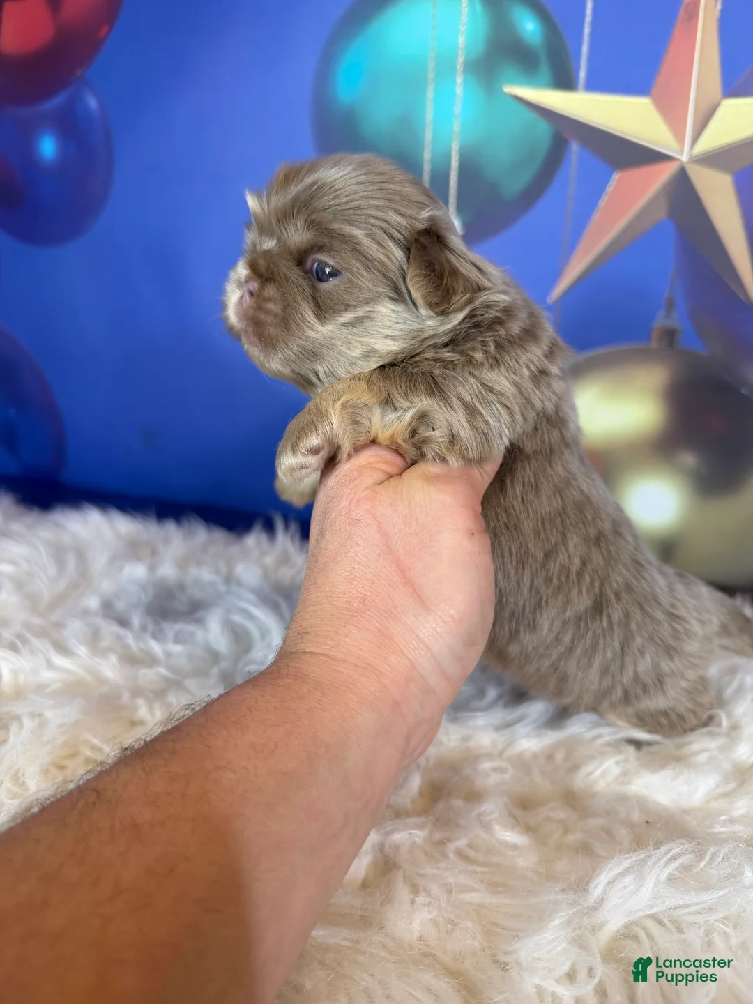 Pekingese dogs for sale: Akc DNA OFA Olaf- lilac tan points  - Ad 8