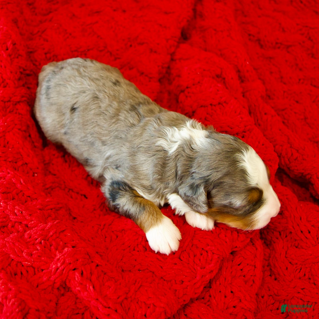 Mini Bernedoodle dogs for sale: Glory Girl - Ad 9