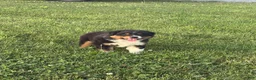 Australian Shepherd dogs for sale: Marshal  - Ad 4