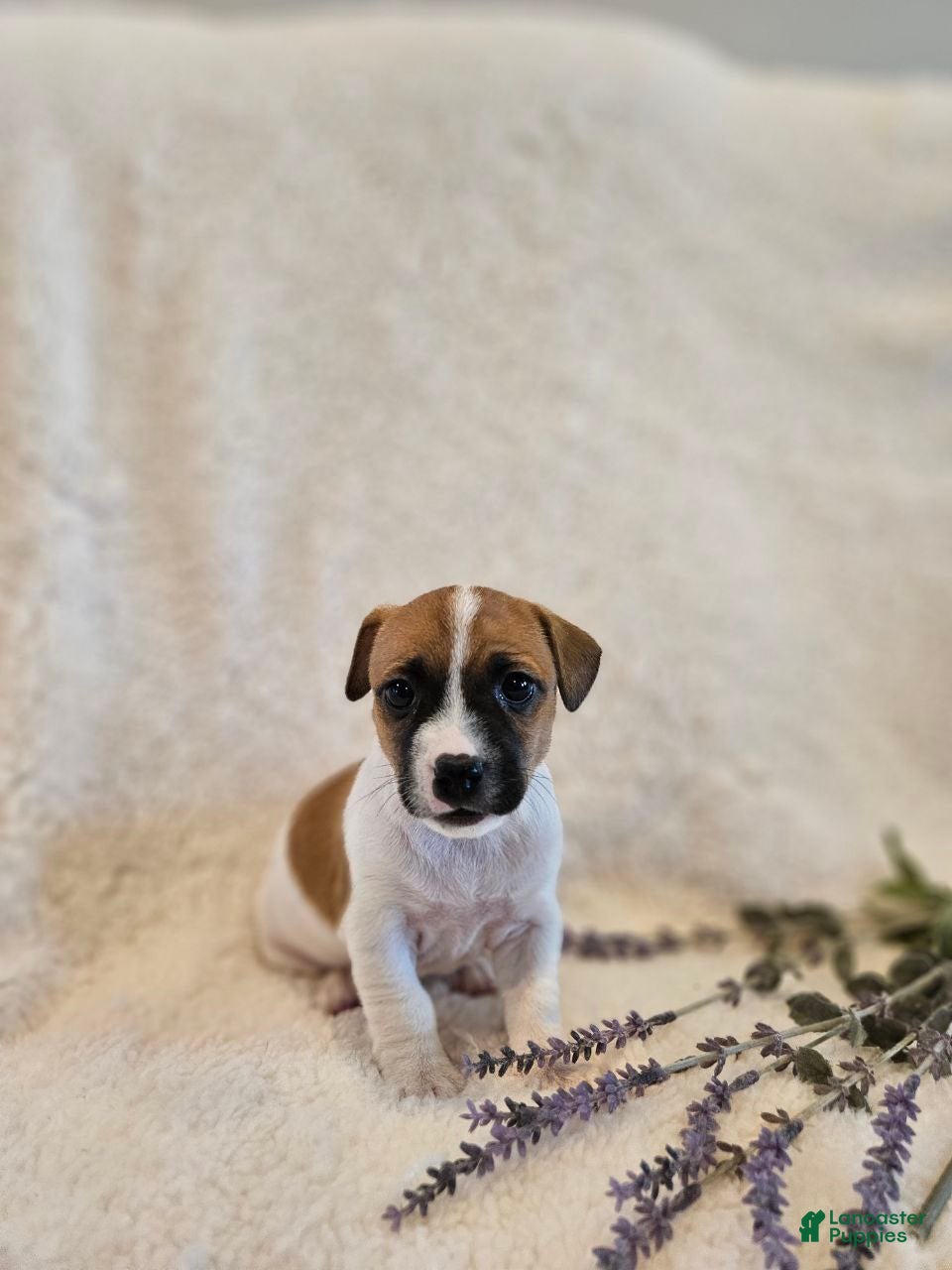 Rat Terrier dogs Poppy - Ad 4