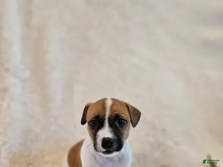 Rat Terrier dogs Poppy - Ad 4