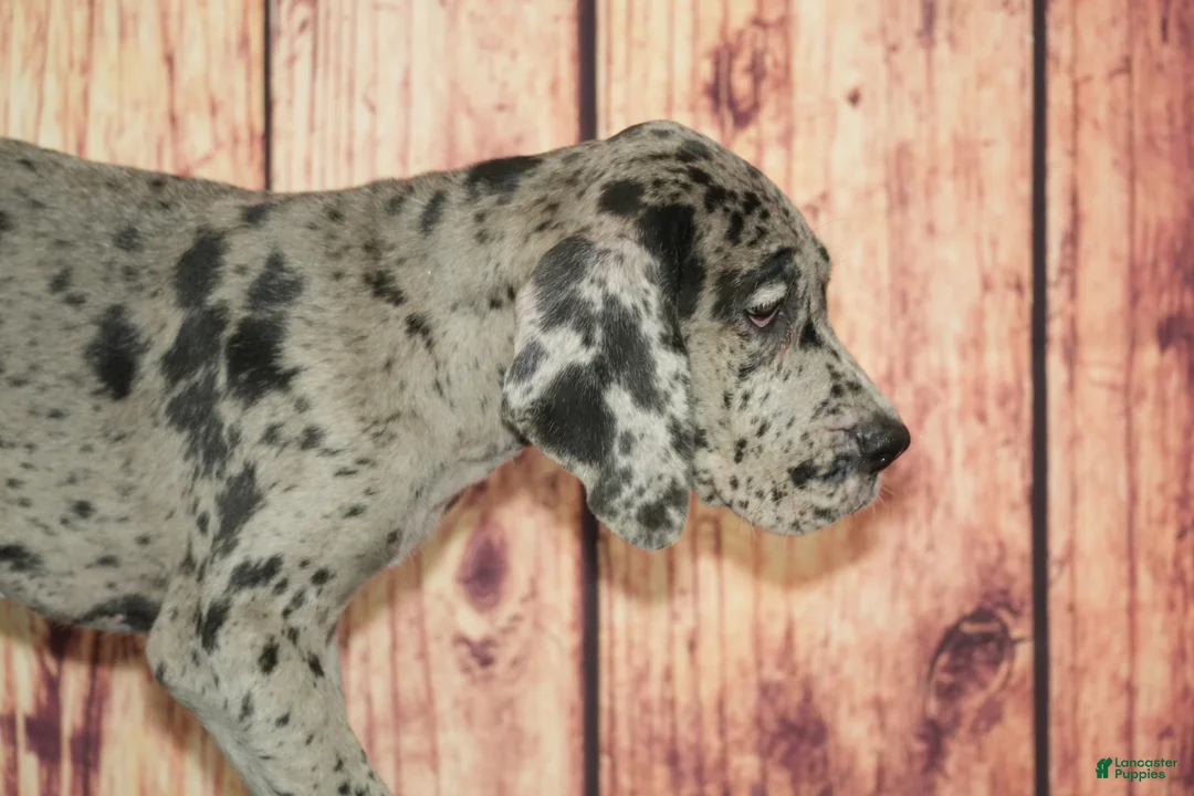 Great Dane dogs for sale: Tilly - Ad 2