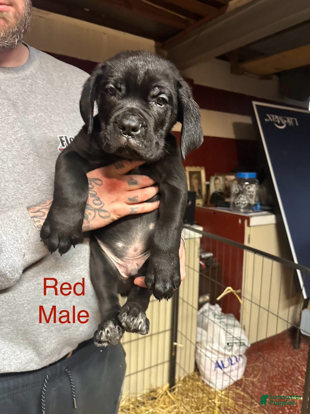 Cane Corso dogs for sale: Diesel - Ad 1
