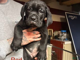 Cane Corso dogs Diesel - Ad 31