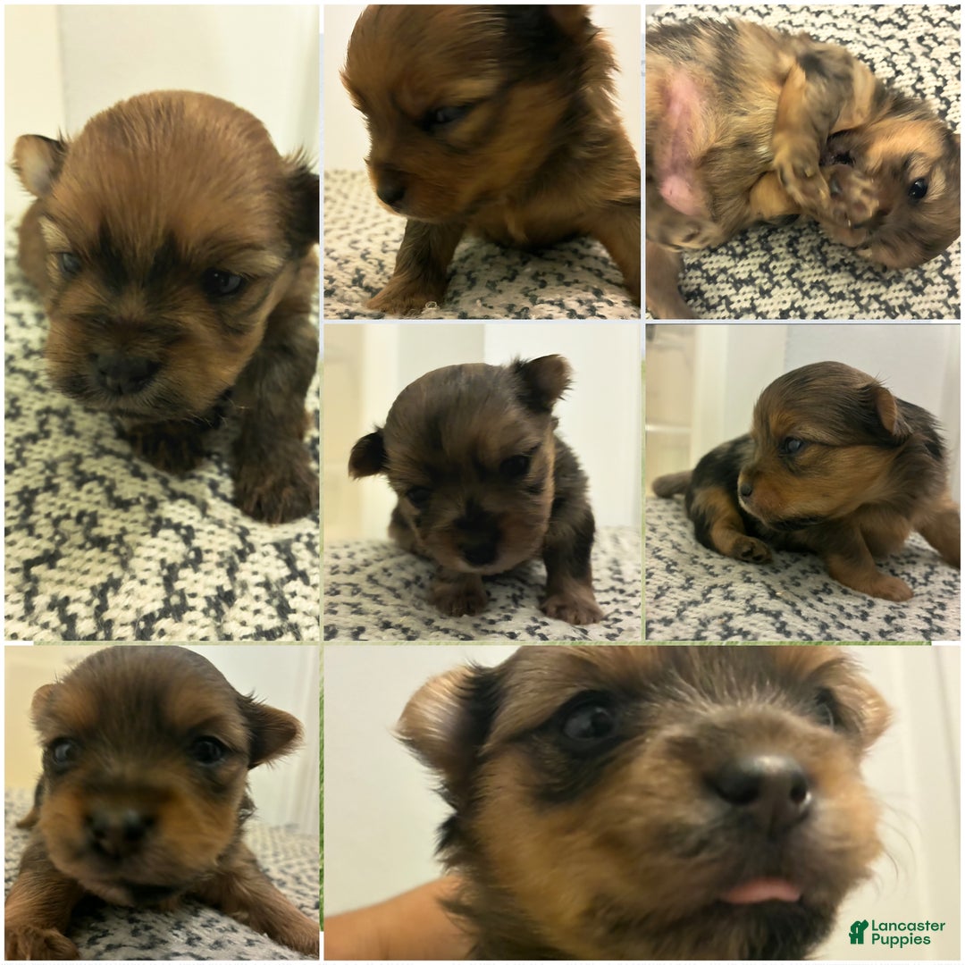 Mixed Breed dogs for sale: Miracle  - Ad 6
