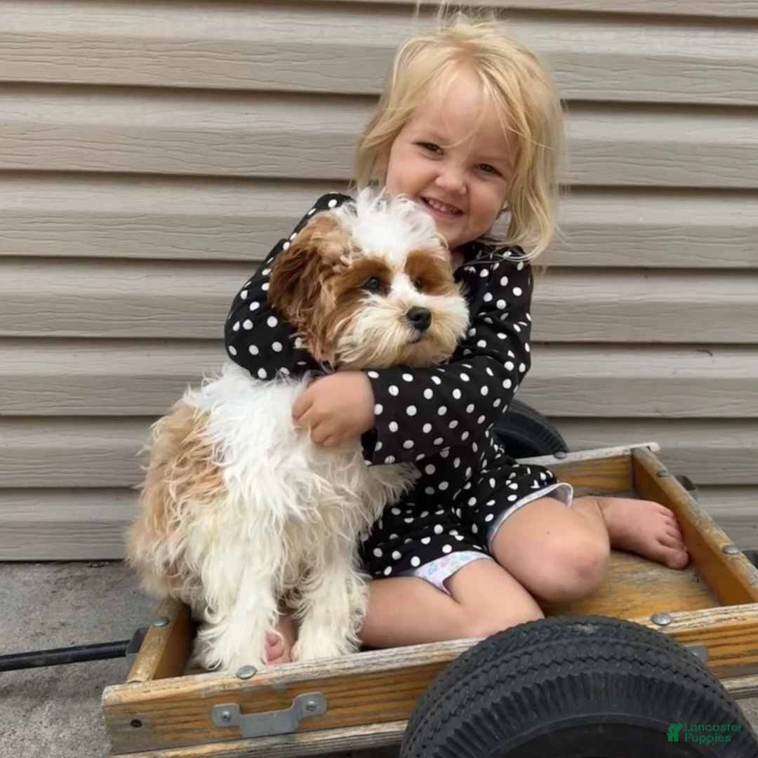 Cavapoo dogs for sale: Sam  - Ad 4