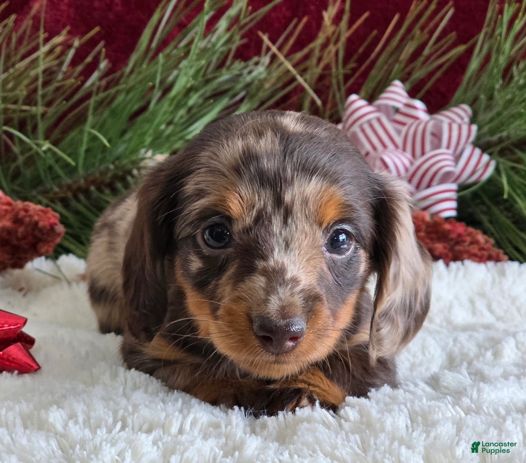 Miniature Dachshund dogs for sale: Kylie  - Ad 4