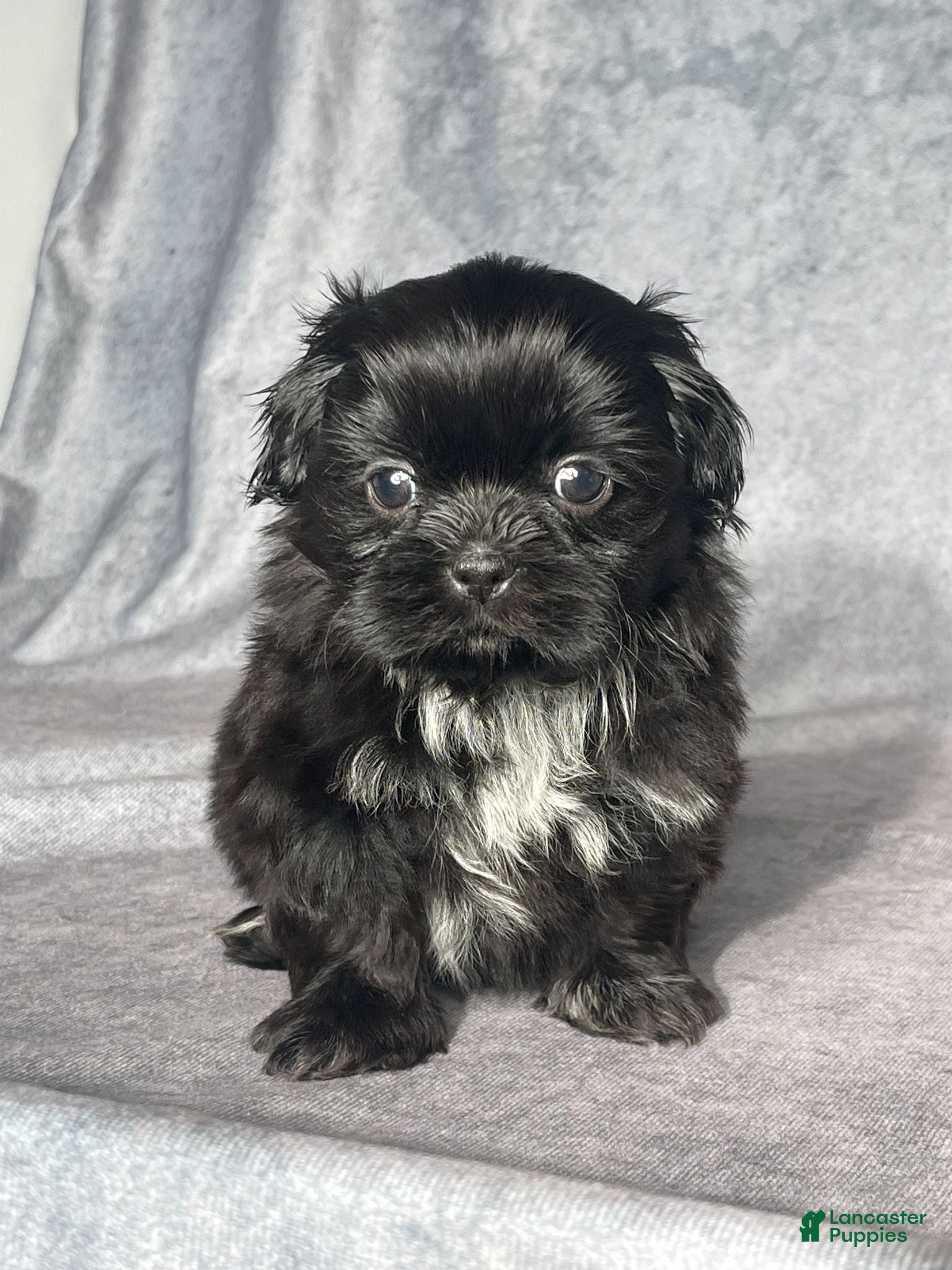Shih Tzu dogs Hutch - Ad 2