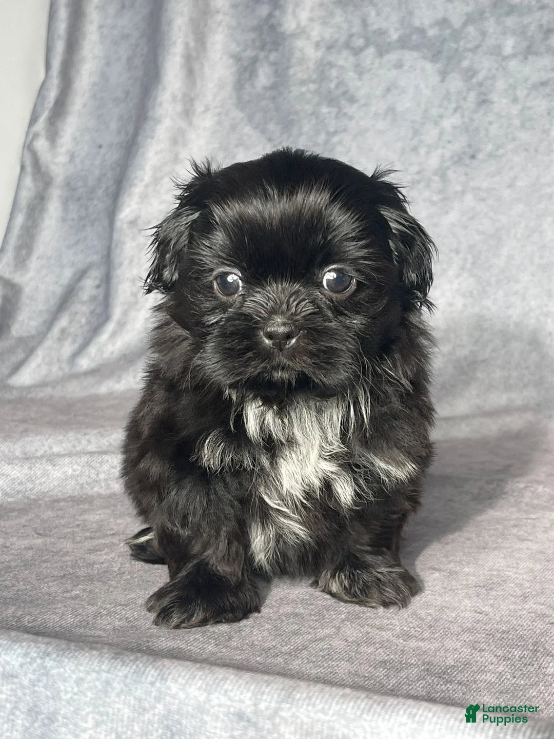 Shih Tzu dogs for sale: Hutch - Ad 2