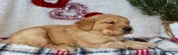 Golden Retriever dogs for sale: Golden Retriever Puppy Male 1 - Ad 4