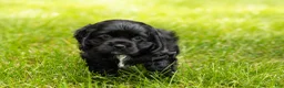 Cocker Spaniel dogs for sale: Inky  - Ad 3