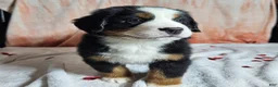 Bernese Mountain Dog dogs for sale: Finn - Ad 4