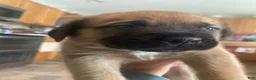 English Mastiff dogs for sale: English Mastiff 3 - Ad 2