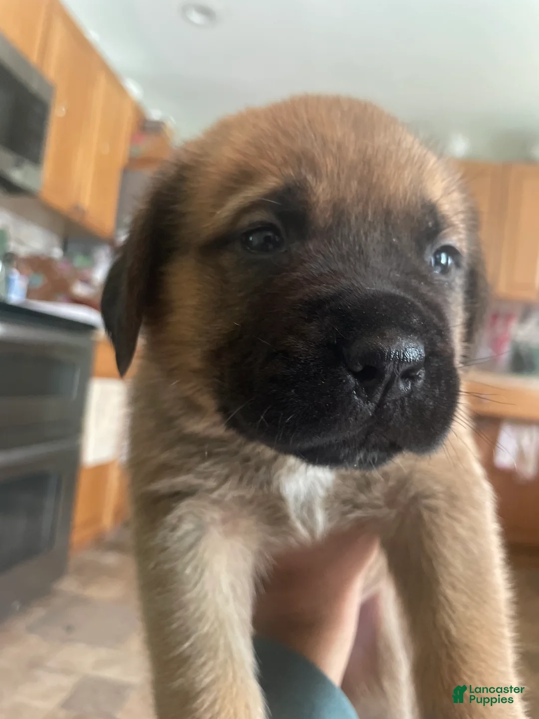 English Mastiff dogs for sale: English Mastiff 3 - Ad 2