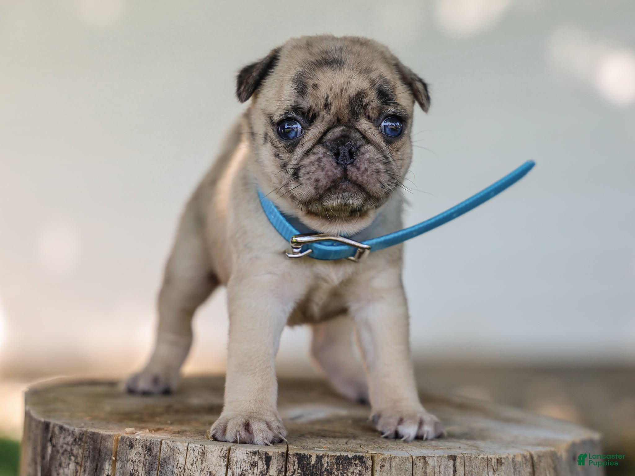 Pug dogs Alyssa Purebred Pug - Ad 1