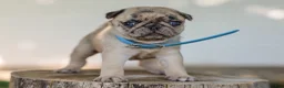 Pug dogs for sale: Alyssa Purebred Pug - Ad 4