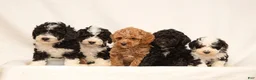 Mini Goldendoodle dogs for sale: Ashley - Ad 4
