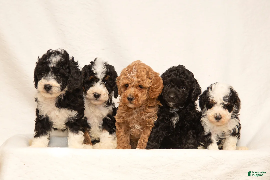 Mini Goldendoodle dogs for sale: Ashley - Ad 4