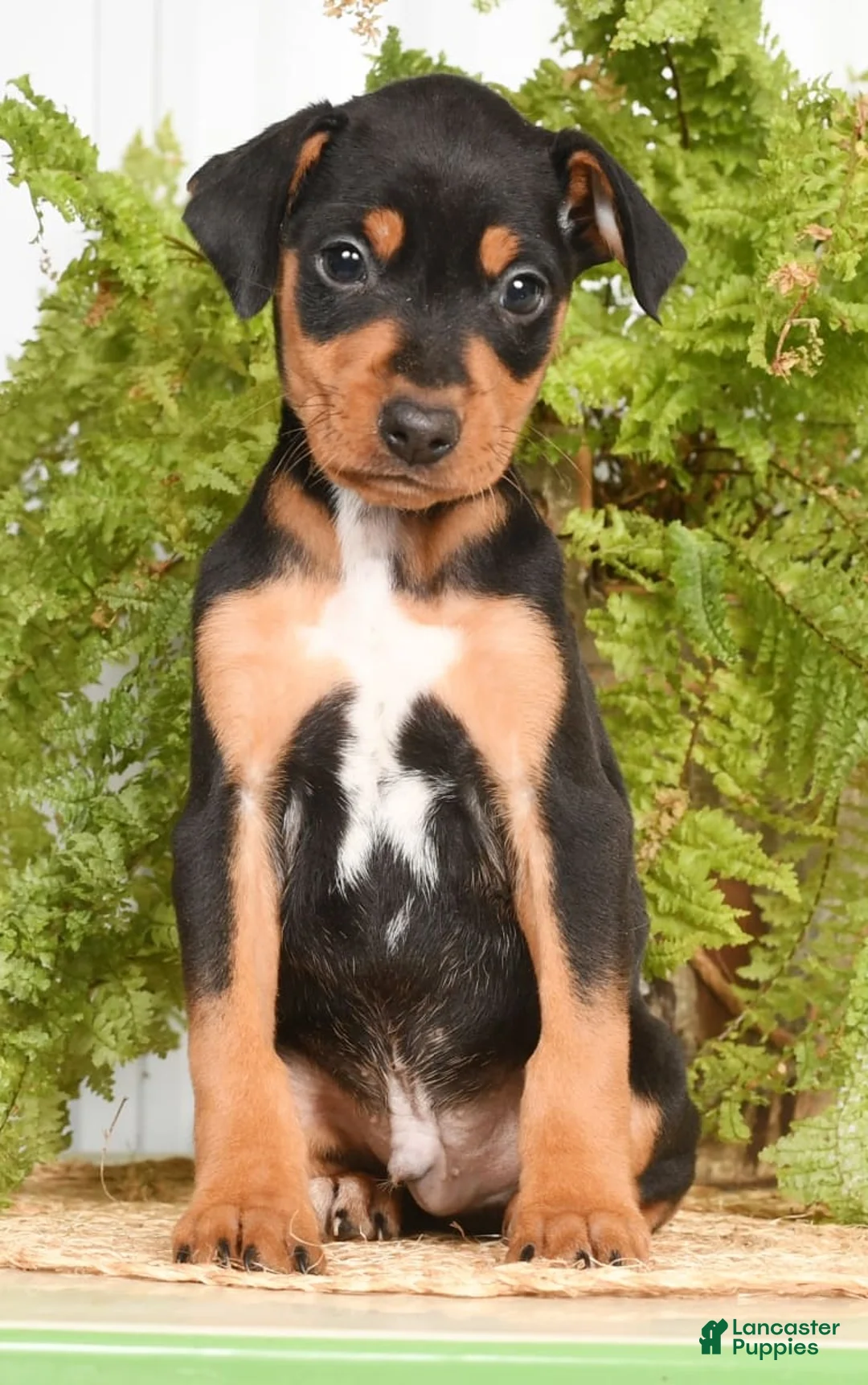 Gallery Image {{count}}