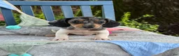 Miniature Dachshund dogs for sale: Titan - Ad 7
