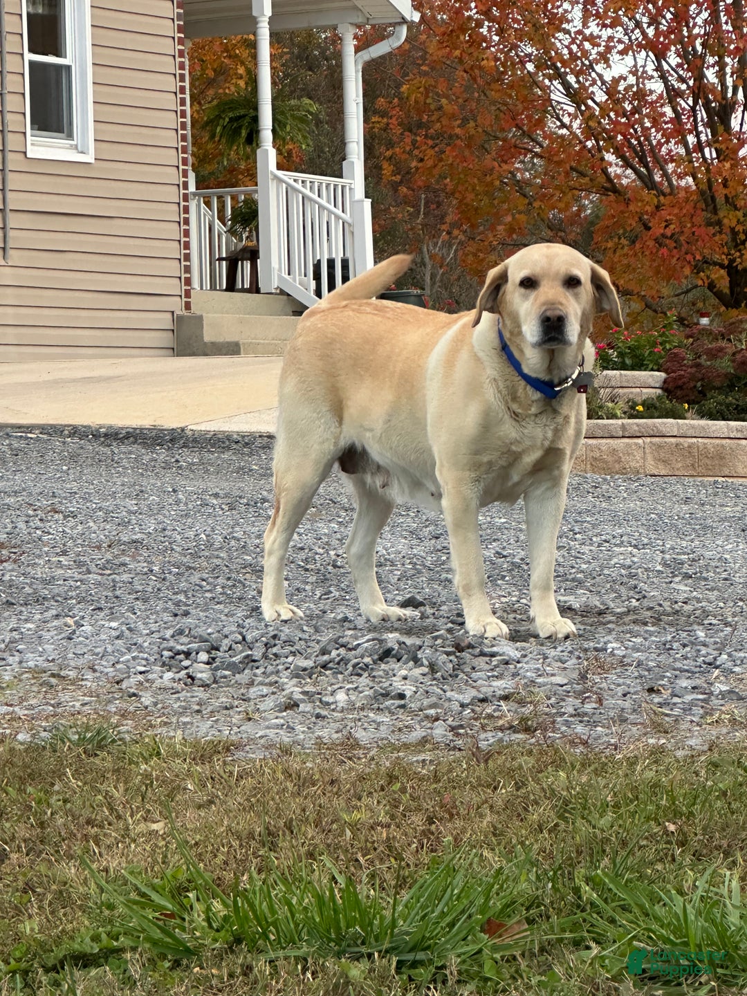 Labradoodle dogs for sale: Tirza - Ad 3