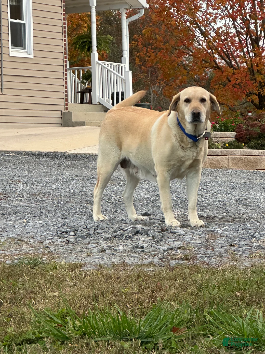 Labradoodle dogs for sale: Landon - Ad 3
