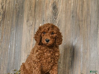 Goldendoodle dogs Eleanor - Ad 6