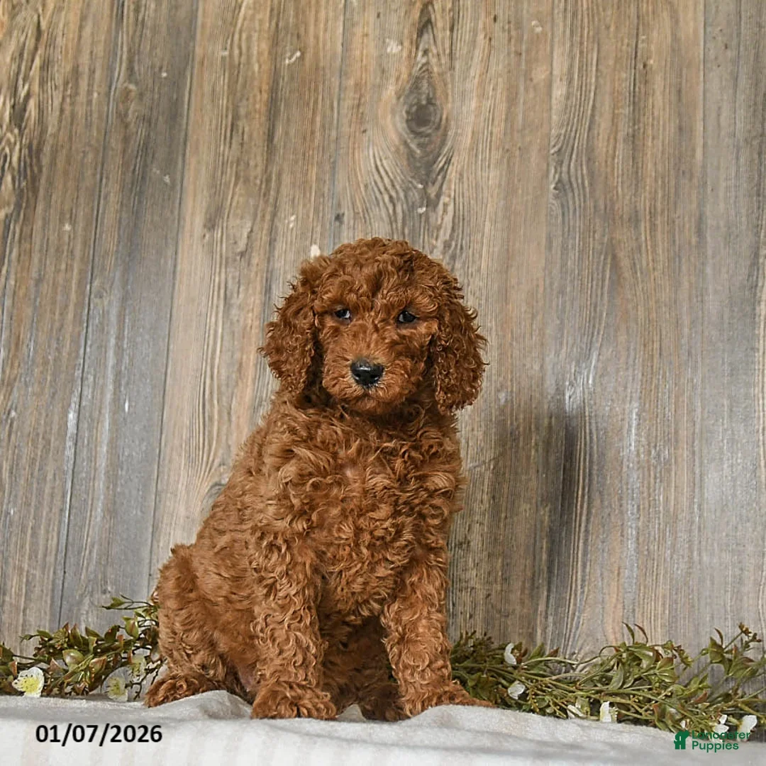 Goldendoodle dogs for sale: Eleanor - Ad 1