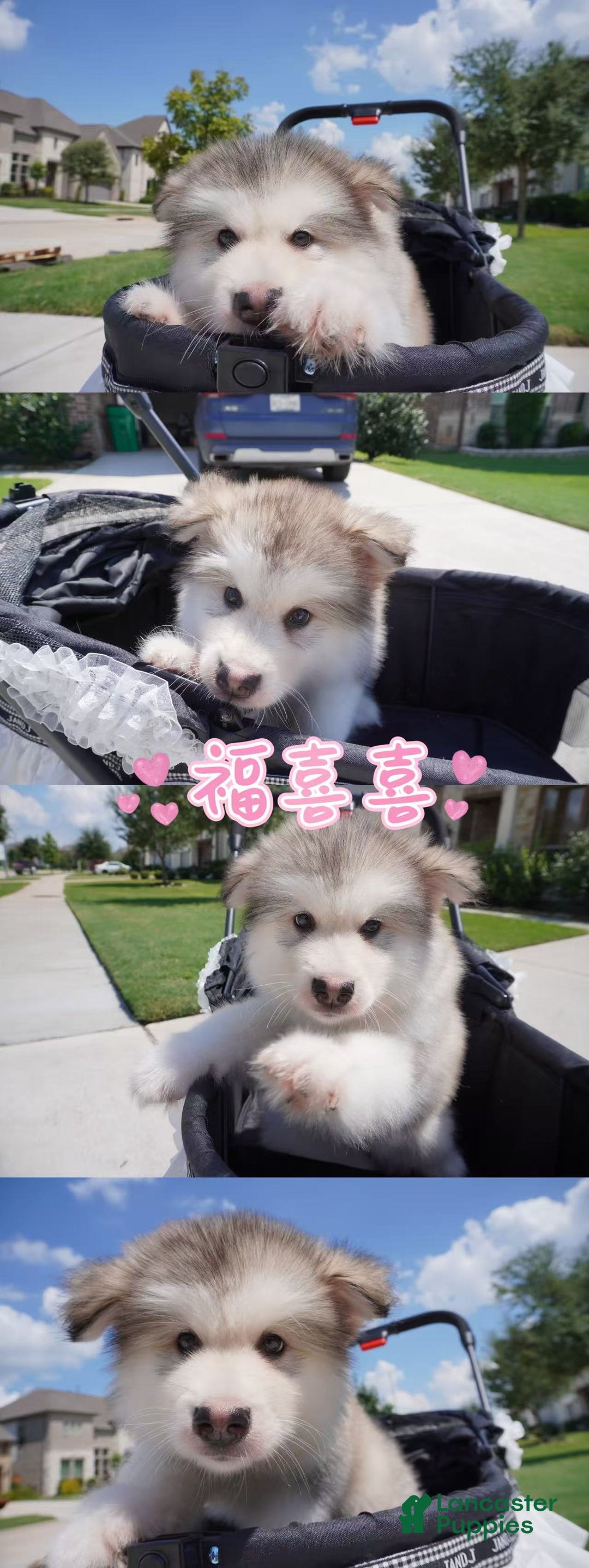 Alaskan Malamute dogs for sale: Fu Xixi - Ad 1
