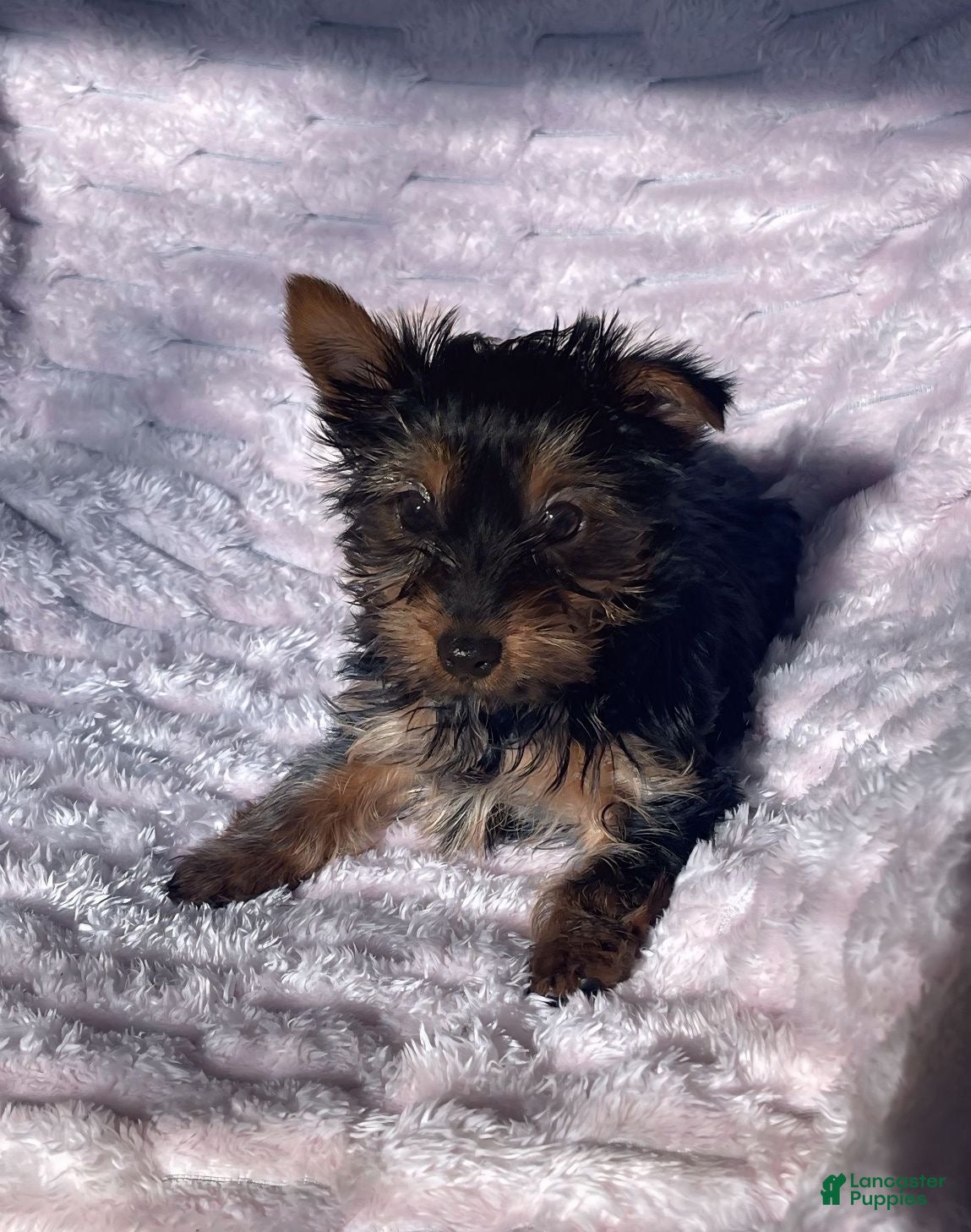 Yorkshire Terrier dogs Yorkshire Terrier Puppy 1 - Ad 19