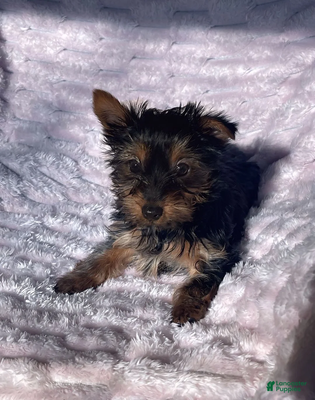 Yorkshire Terrier dogs for sale: Yorkshire Terrier Puppy 1 - Ad 1