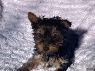 Yorkshire Terrier dogs Yorkshire Terrier Puppy 1 - Ad 19