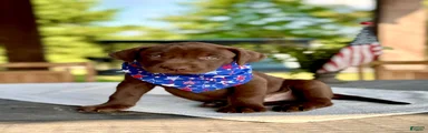 Labrador Retriever 2
