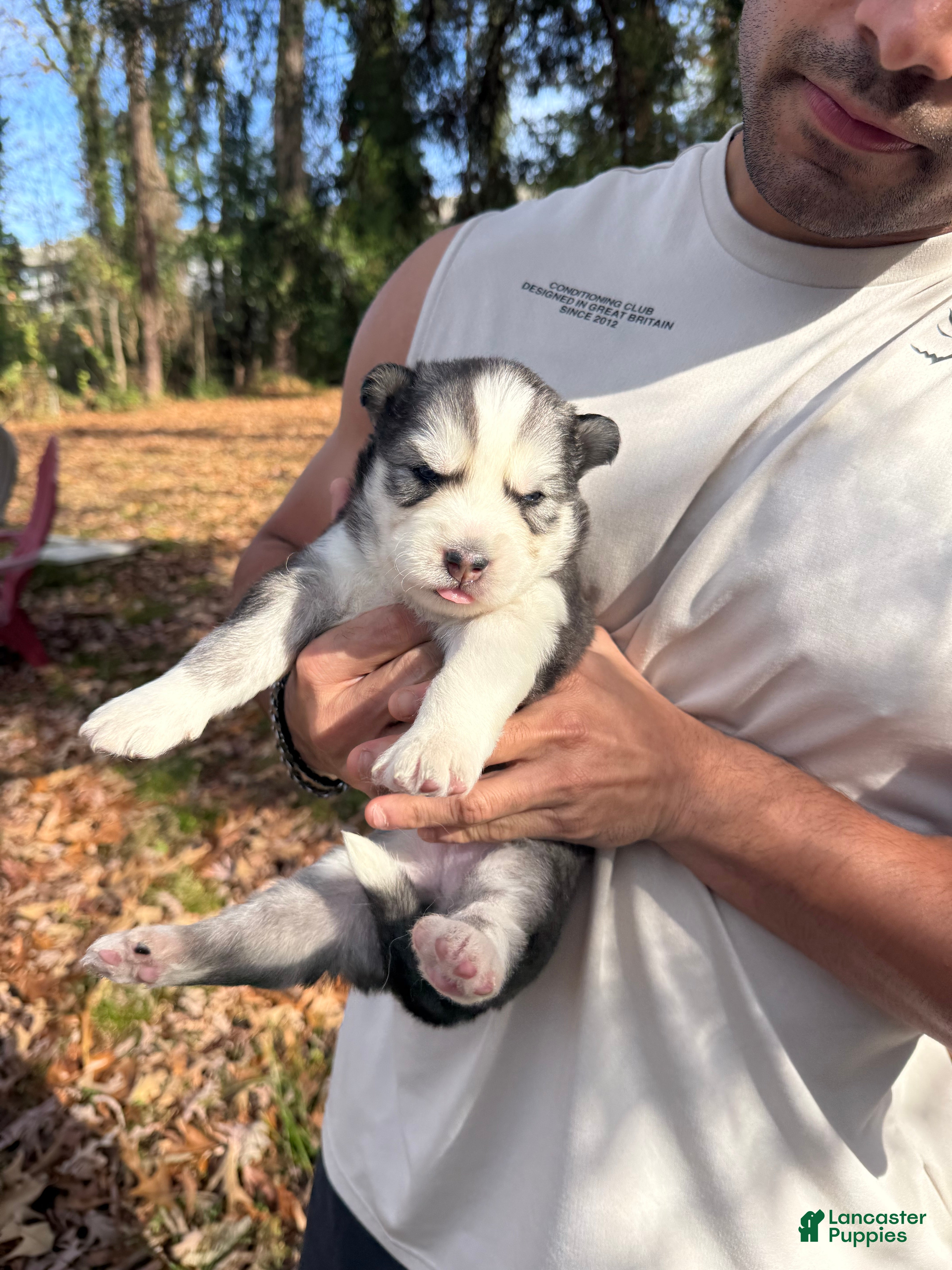 Siberian Husky dogs Blanquita - Ad 6