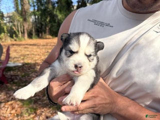 Siberian Husky dogs Blanquita - Ad 6