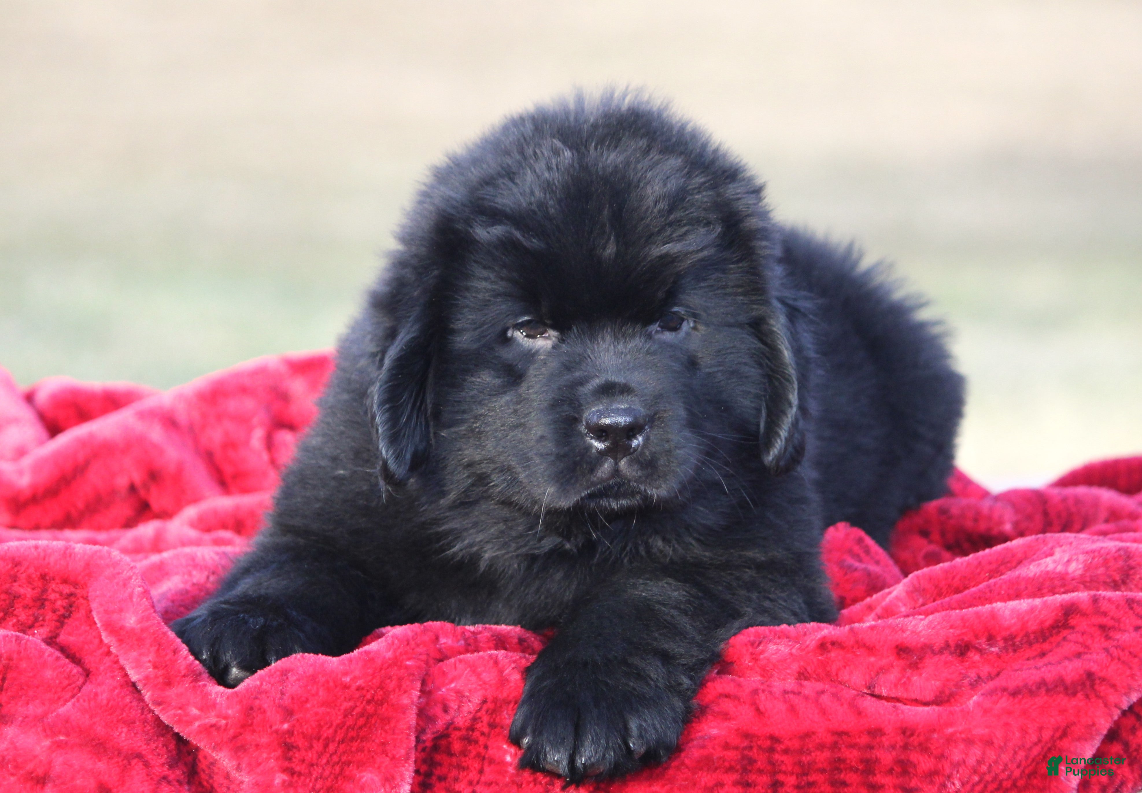 Newfoundland dogs Theo - Ad 8