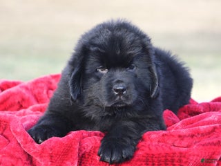 Newfoundland dogs Theo - Ad 8