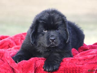 Newfoundland dogs Theo - Ad 5