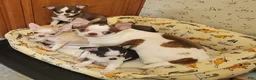Chihuahua dogs for sale: Chihuahua 1 - Ad 13
