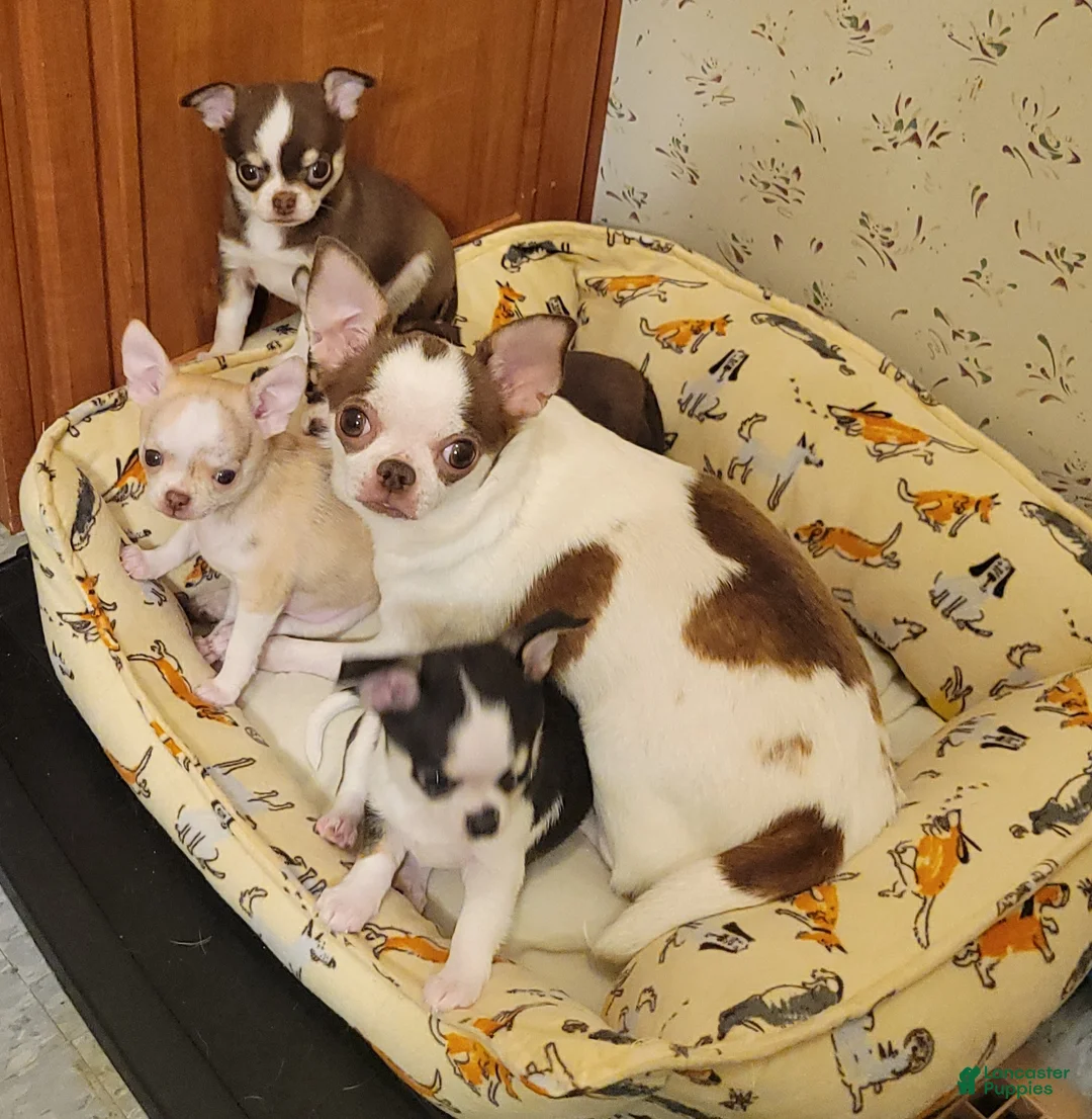 Chihuahua dogs for sale: Chihuahua 1 - Ad 13