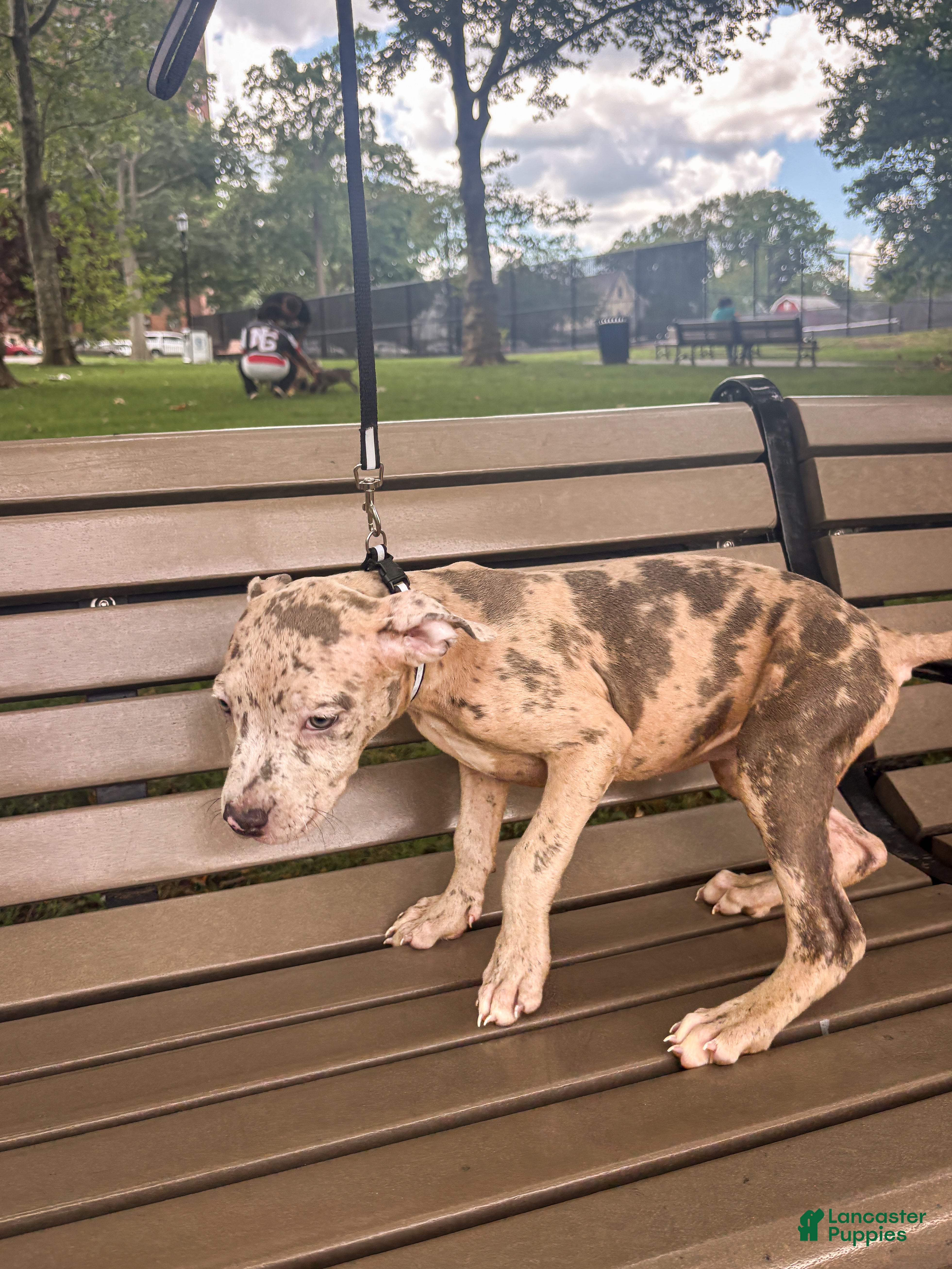 Mixed Breed dogs Mixed Breed 4 - Ad 2