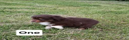 Australian Shepherd dogs for sale: One - Ad 5