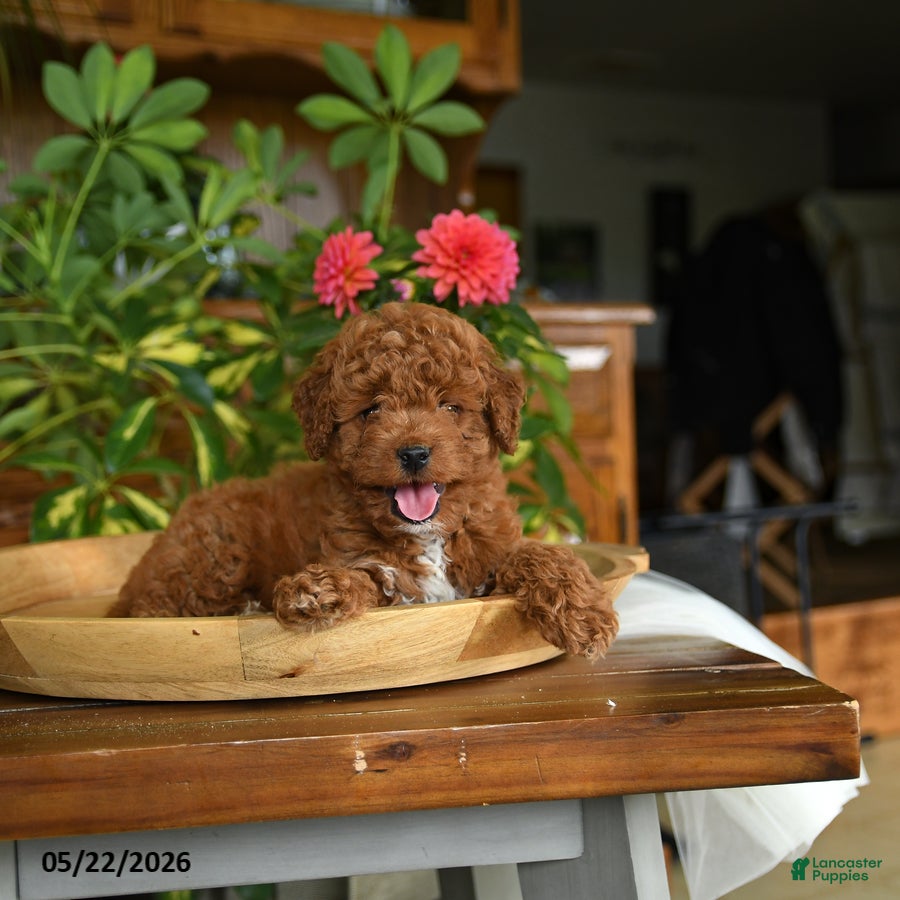 Mini Goldendoodle dogs Julien - Ad 2