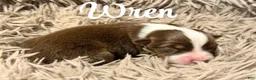 Australian Shepherd dogs for sale: Australian Shepherd 7 - Ad 1