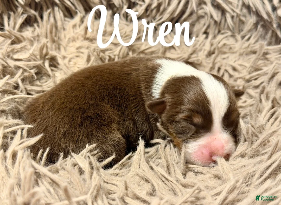 Australian Shepherd dogs for sale: Australian Shepherd 7 - Ad 1