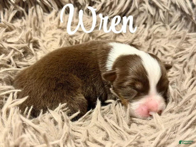 Australian Shepherd dogs for sale: Australian Shepherd 7 - Ad 23