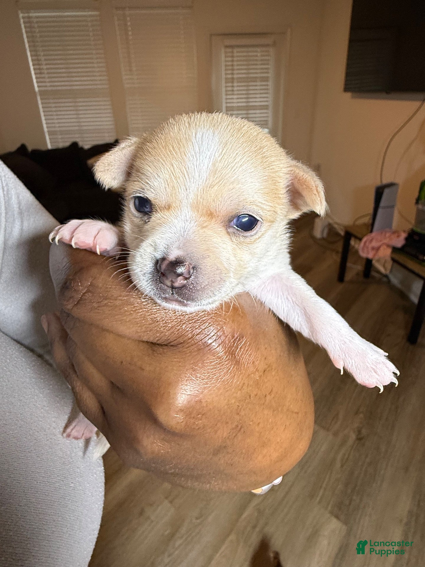 Chihuahua dogs for sale: Cream w/ spotted nose female - Ad 13