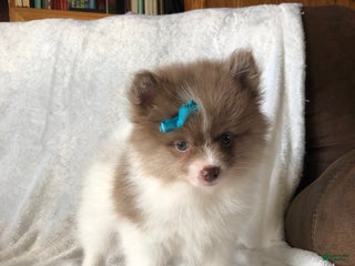 Pomeranian dogs - Ad 32