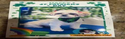 Shih Tzu dogs for sale: Shih Tzu 2 - Ad 2