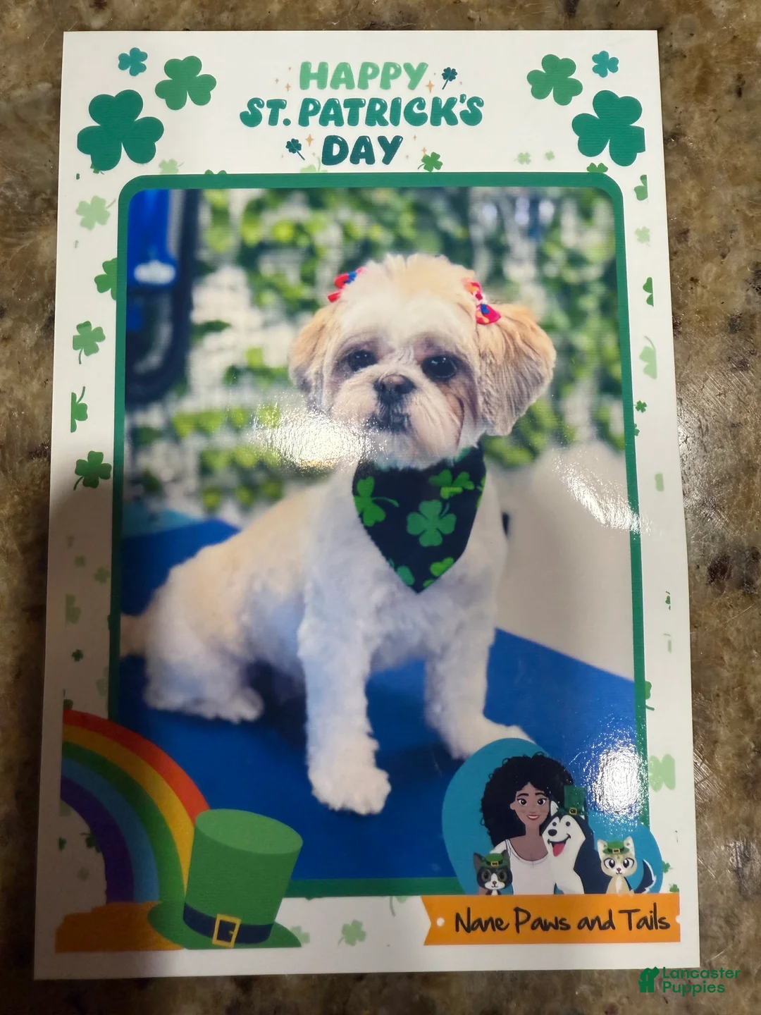 Shih Tzu dogs for sale: Shih Tzu 2 - Ad 2